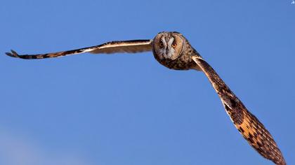 Kulaklı orman baykuşu