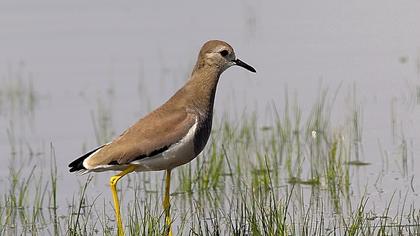 Akkuyruklu kızkuşu