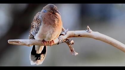 Büyük üveyik eskisi » Oriental Turtle Dove » Streptopelia orientalis