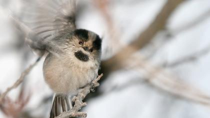 Uzunkuyruklu baştankara
