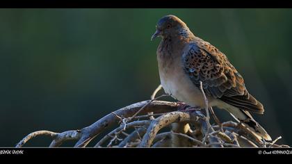 Büyük üveyik eskisi