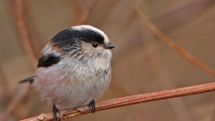 Uzunkuyruklu baştankara