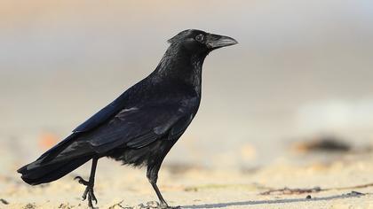 Avrupa leş kargası