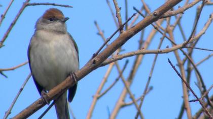 Karabaşlı ötleğen