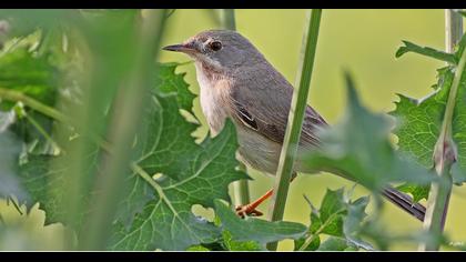 Bıyıklı ötleğen