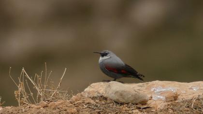 Duvar tırmaşıkkuşu