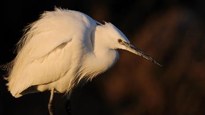 Küçük ak balıkçıl