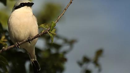 Kızılsırtlı örümcekkuşu