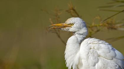 Sığır balıkçılı