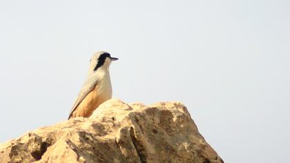 Büyük kaya sıvacısı