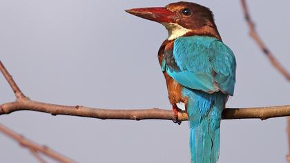 İzmir yalıçapkını