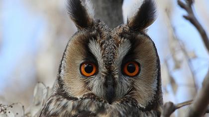 Kulaklı orman baykuşu