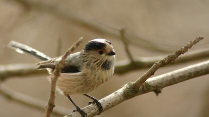 Uzunkuyruklu baştankara