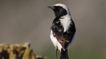 Aksırtlı kuyrukkakan