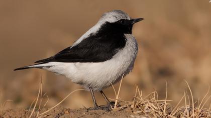 Aksırtlı kuyrukkakan