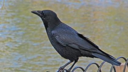 Avrupa leş kargası