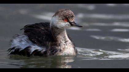 Karaboyunlu batağan
