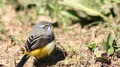 Dağ kuyruksallayanı