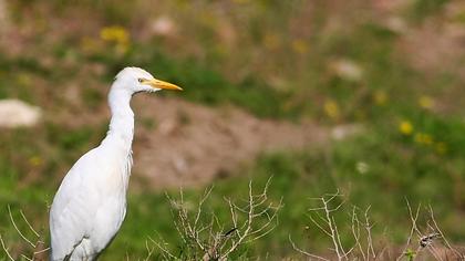 Sığır balıkçılı