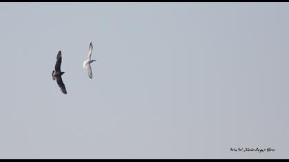 Kütkuyruklu korsanmartı