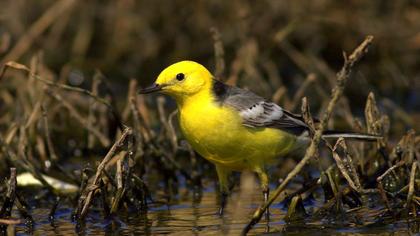 Sarıbaşlı kuyruksallayan