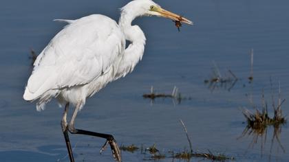 Büyük ak balıkçıl