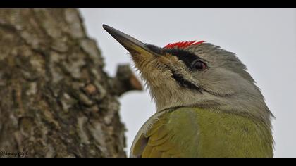 Küçük yeşil ağaçkakan