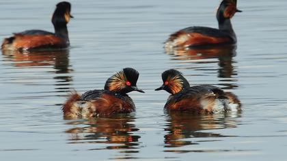 Karaboyunlu batağan