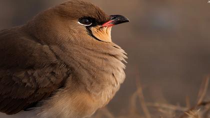Bataklıkkırlangıcı