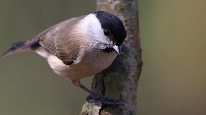 Kayın baştankarası