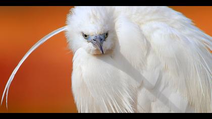 Küçük ak balıkçıl