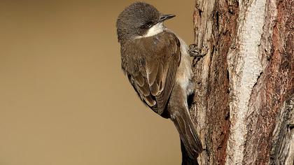 Küçük akgerdanlı ötleğen
