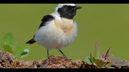 Karakulaklı kuyrukkakan