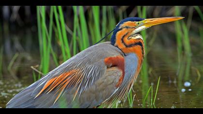 Erguvani balıkçıl » Purple Heron » Ardea purpurea