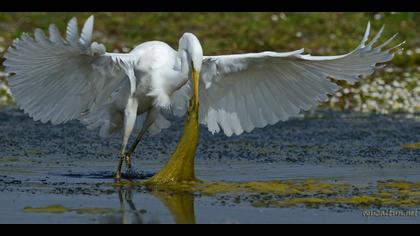 Büyük ak balıkçıl