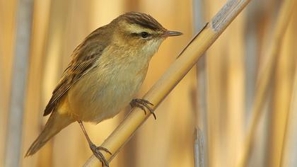 Kındıra kamışçını