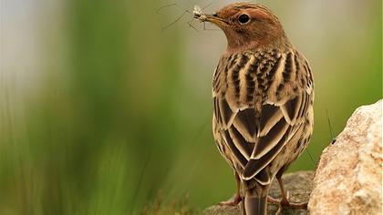 Kızılgerdanlı incirkuşu