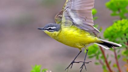 Sarı kuyruksallayan