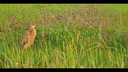 Erguvani balıkçıl
