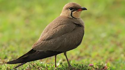 Bataklıkkırlangıcı