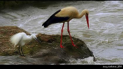 Küçük ak balıkçıl