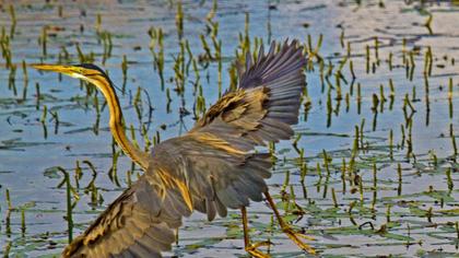 Erguvani balıkçıl