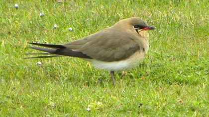 Bataklıkkırlangıcı