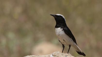 Aksırtlı kuyrukkakan