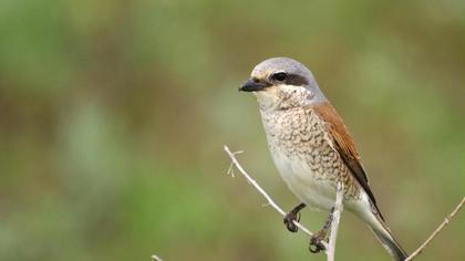 Kızılsırtlı örümcekkuşu
