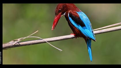 İzmir yalıçapkını