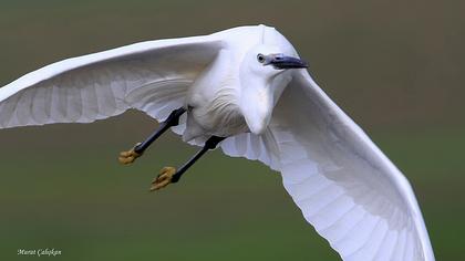 Küçük ak balıkçıl