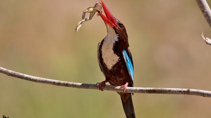 İzmir yalıçapkını