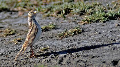 Türkistan çorak toygarı