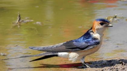 Kızıl kırlangıç